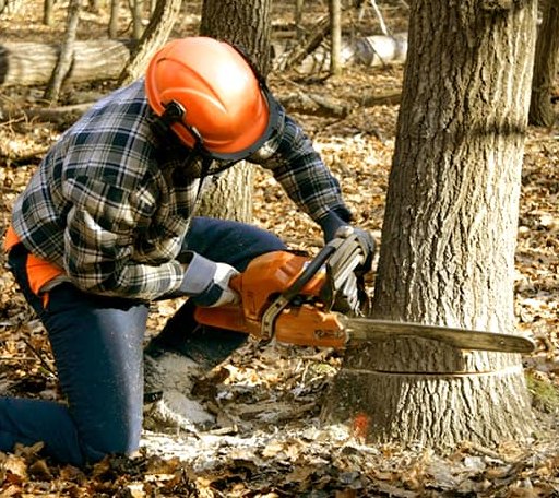 Tree Removal in Peachtree Corners, GA